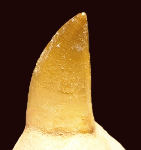 Fossile dente di mosasaurus - fossile***,