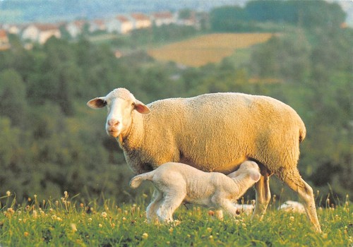Mutterschaf mit lamm ngl - mutterschaf,