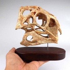 Oviraptor philoceratops Skull