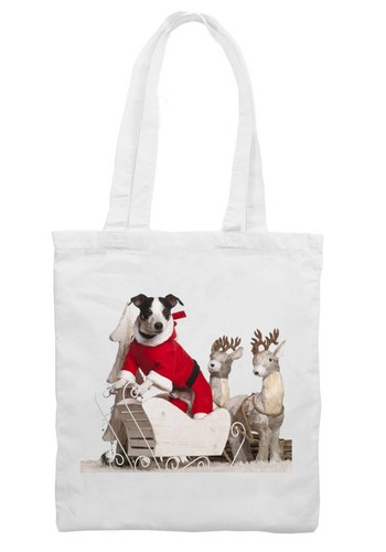 Jack russell terrier cane - jack,