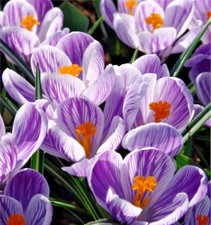 10 BULBI DI CROCUS VERNUS