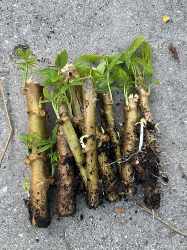 Sweet organic cassava - sweet,