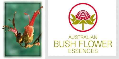 Fiori australiani bauhinia - australiani,