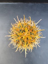 Ferocactus chrysacanthus pot
