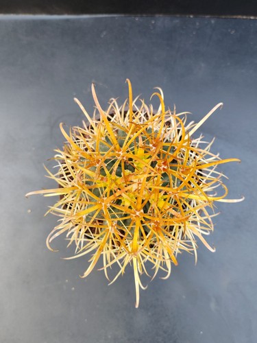 Ferocactus chrysacanthus pot