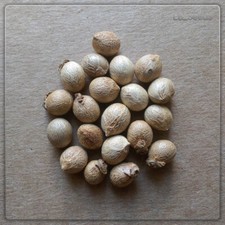 20 semi di palma Roystonea