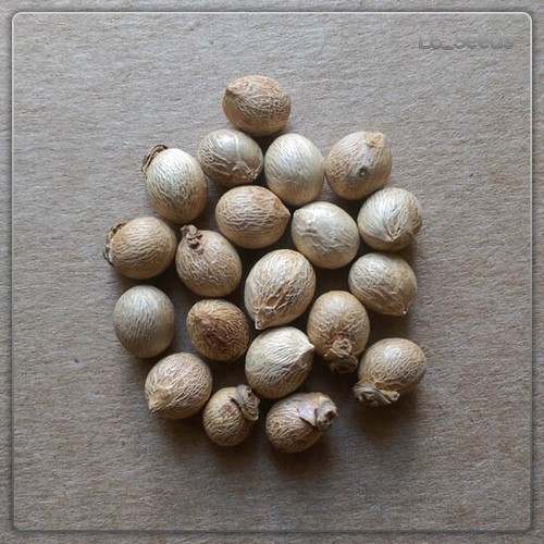 Semi palma roystonea - di,