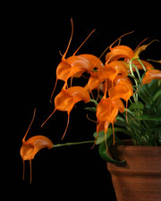 Specie di orchidea Masdevallia