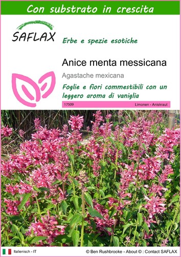 Saflax anice menta - ,