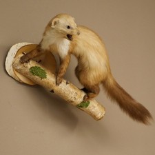 Faina Martora Aperto Inizio