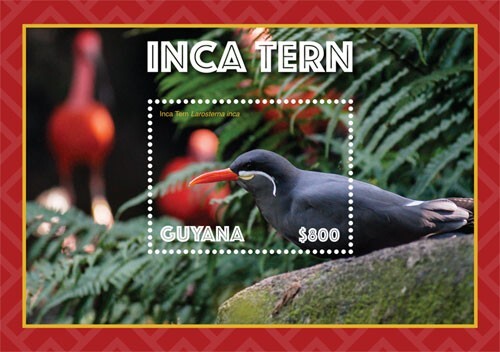 Guyana 2019 inca tern bird - inca,