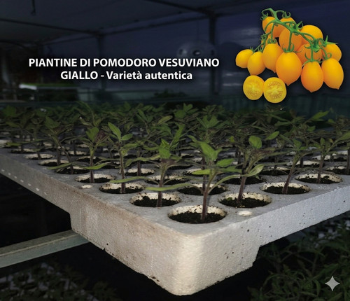 Piantine pomodoro vesuviano - piantine, di
