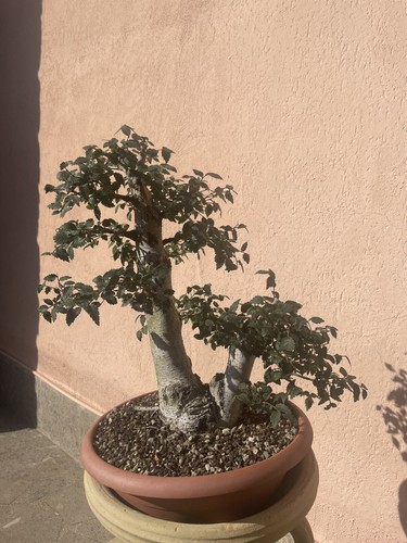 Bonsai olmo campestre - olmo,
