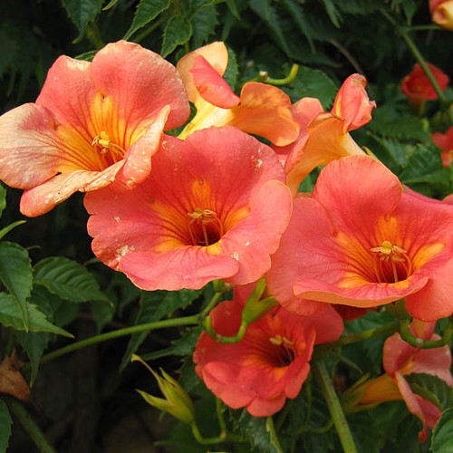 Pianta bignonia grandiflora - di,