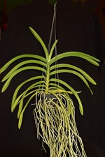 Orchidea Vanda testacea