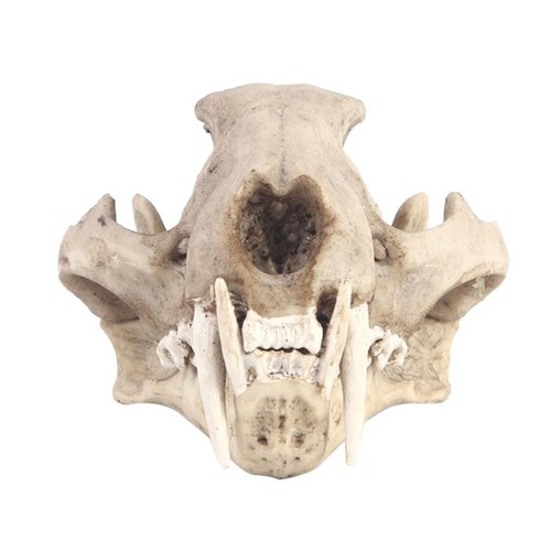 Testa scheletro del cranio - scheletro,