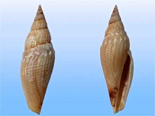 Borsonidae genota nicklesi - borsonidae,,