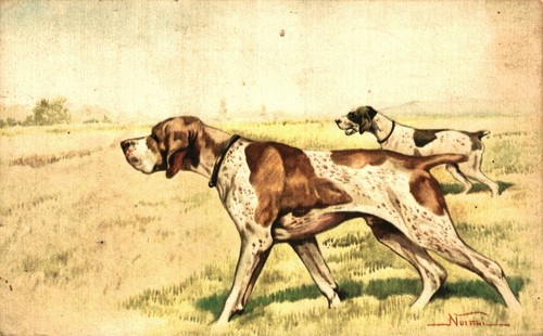 Norfini cane caccia - norfini, da