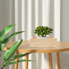  Vaso succulento scatola