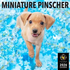2026 Pictwan Calendario per Cani Miniatura Pinscher L