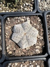 1pz Rara Pianta di Cactus