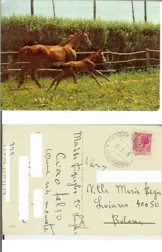 Cavalli cavalla puledro - cavalla,