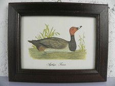 Stampa Moriglione AYTHYA FERINA Litografia D'Epoca Quadro Cornice in legno