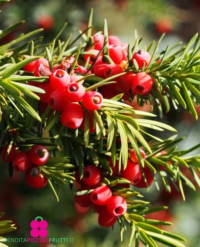 Pianta tasso comune taxus - pianta,