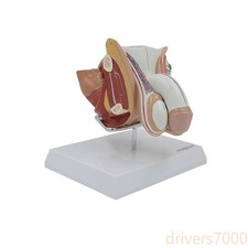 Modello anatomico didattico
