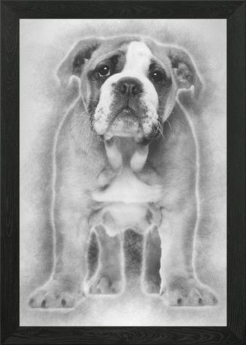 English bulldog puppy - bulldog,