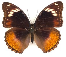 Hypolimnas bolina nera X Hypolimnas alimena lamina - femmina non montata