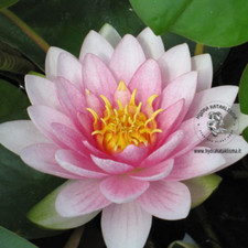 PIANTA DI NINFEA RUSTICA