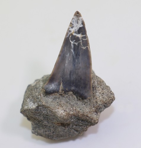 Denti squalo - di,