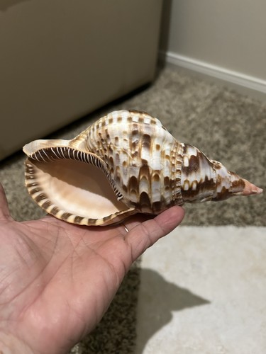Tromba tritone charonia - tromba, (charonia