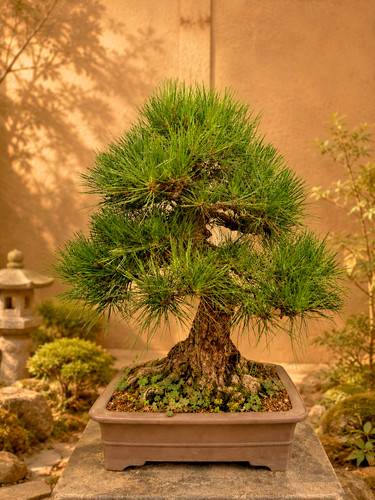 Bonsai pino nero - bonsai,