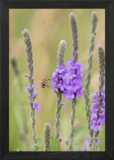 Poster arte da parete con