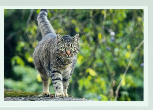Cartolina postale gatto in - 1,