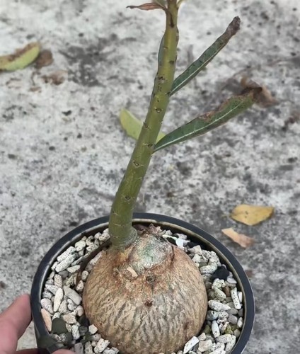 Adenium obesum suomali - 8,