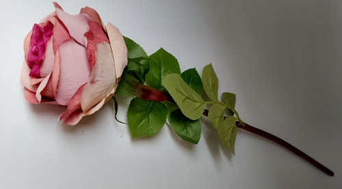 Rosa flowers - rosa,