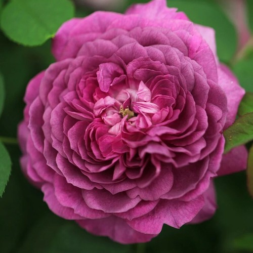 Pianta rosa reine des - pianta,