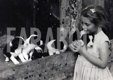 Foto vintage Animali, cinque cuccioli di collie, stampa 21 x 15 cm