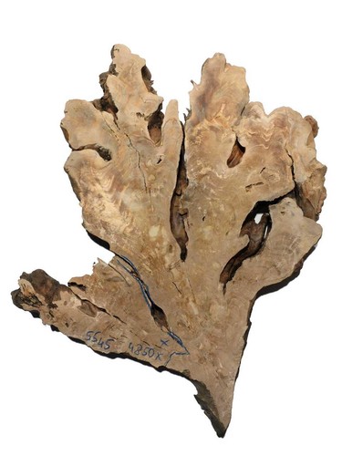 Legno radica di ulivo - di,