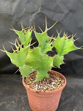 EUPHORBIA GRANDICORNIS  VIVAIO IL GIARDINO DI MAYA CACTUS PIANTE GRASSE 366