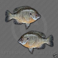 Bluegill Fish Decal Sticker