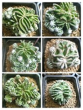 1pcs Uebelmannia Hinton pavimento 5-8cm multitesta WYSIWYG spedizione casuale