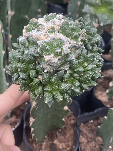 Ariocarpus godzilla multi - ariocarpus,