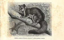 Stampa antica PETAURO DELLO ZUCCHERO SCOIATTOLO VOLANTE 1896 Old antique print