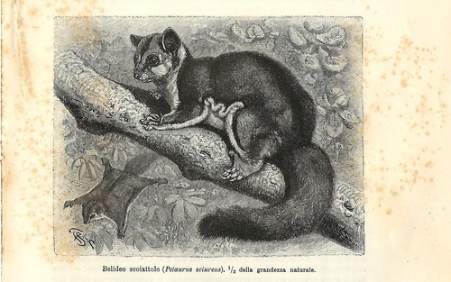 Stampa antica petauro dello - stampa,