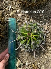 Ferocactus Horridus Wild