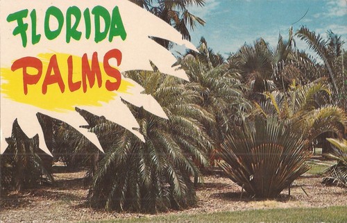 Turismo florida palms - -,